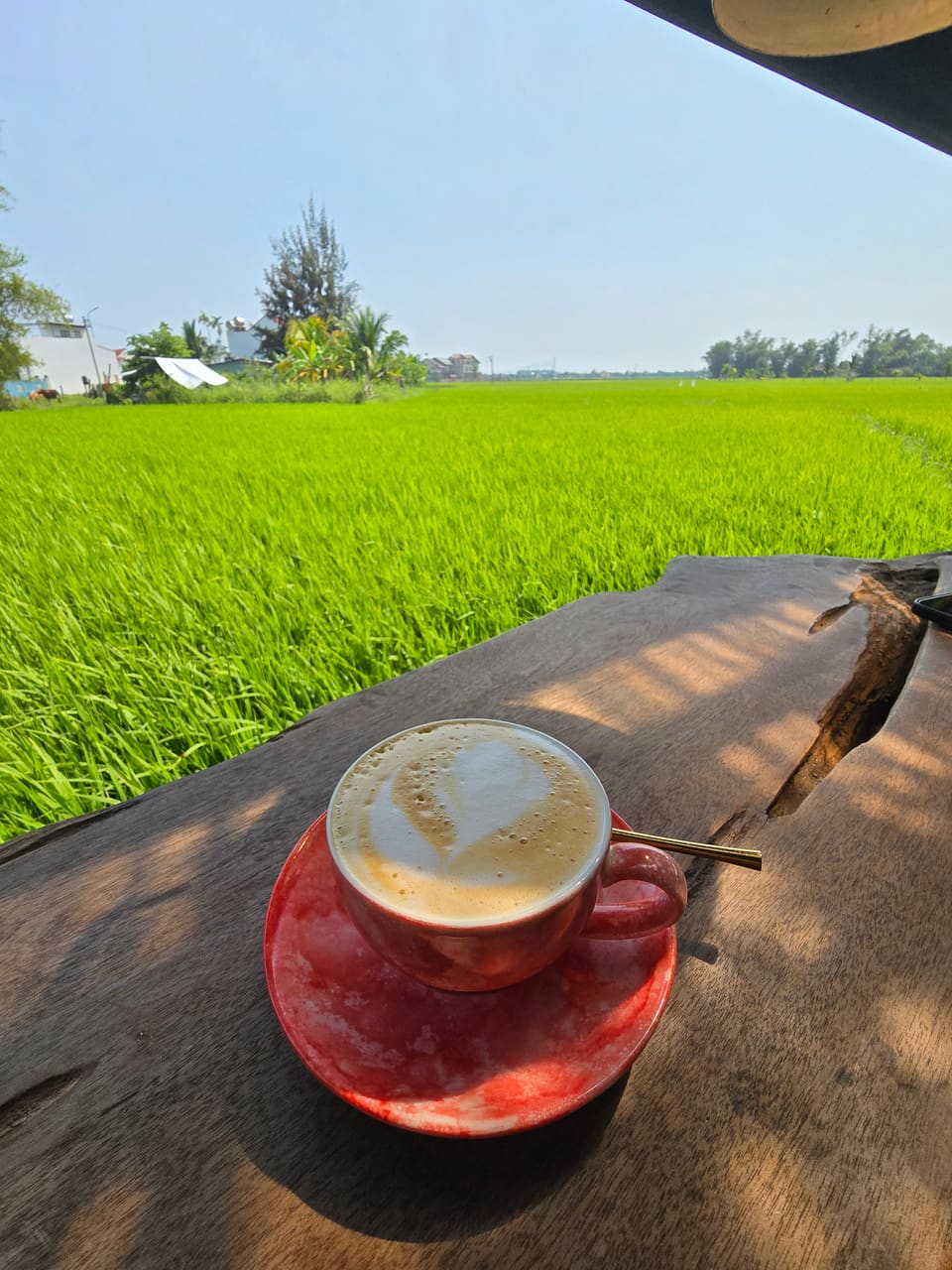 Green rice paddies on the edge of Hoi An