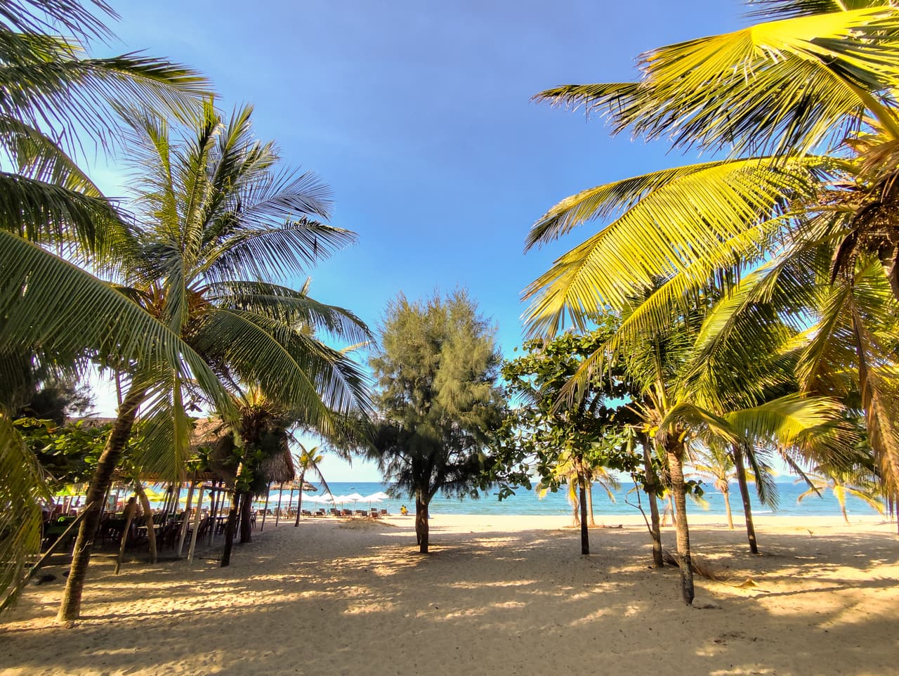 Palm trees on the beach a short ride away