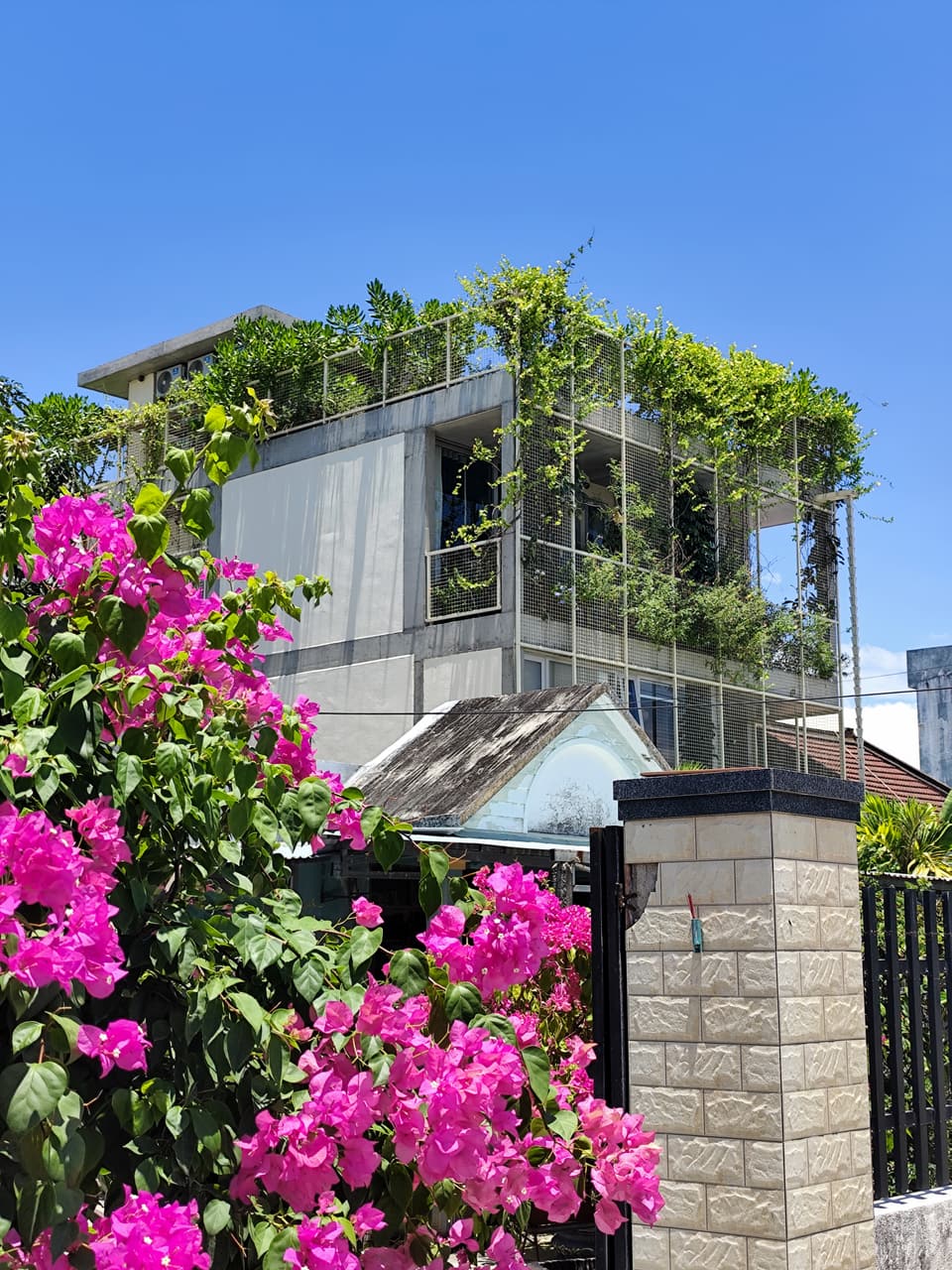 Marvelous Homestay behind its bougainvillea, greenery spilling from every floor